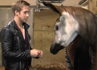 Illustration for article titled Ryan Gosling Plays With Adorable Animals In Continued Effort To Fuck With Us